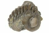 Wide, Enrolled Eldredgeops Trilobite Fossil - Ohio #191130-3